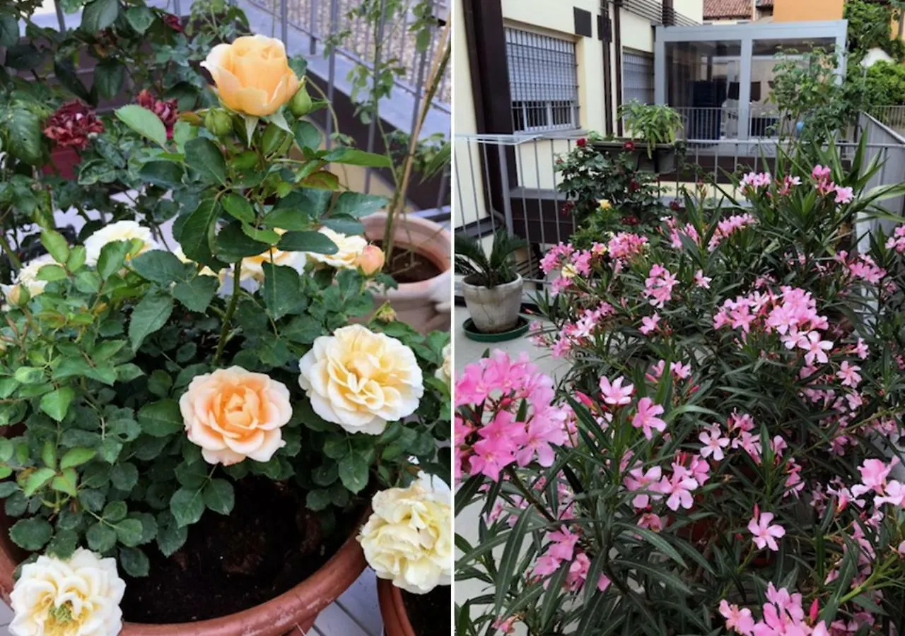 The Jasmine Terrace Retreat Apartment Bologna
